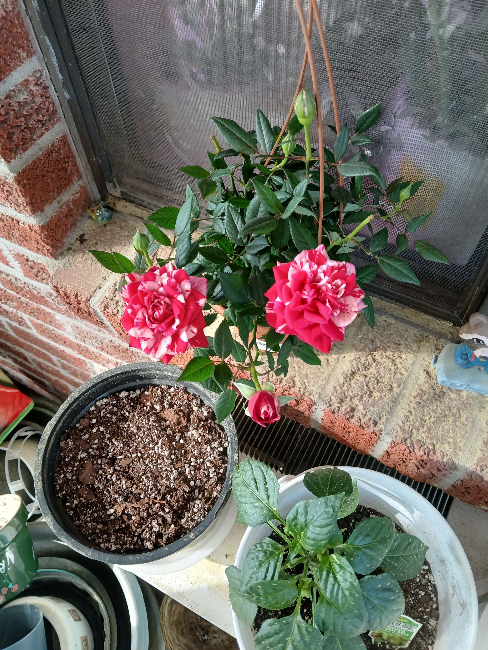 Photo from the post