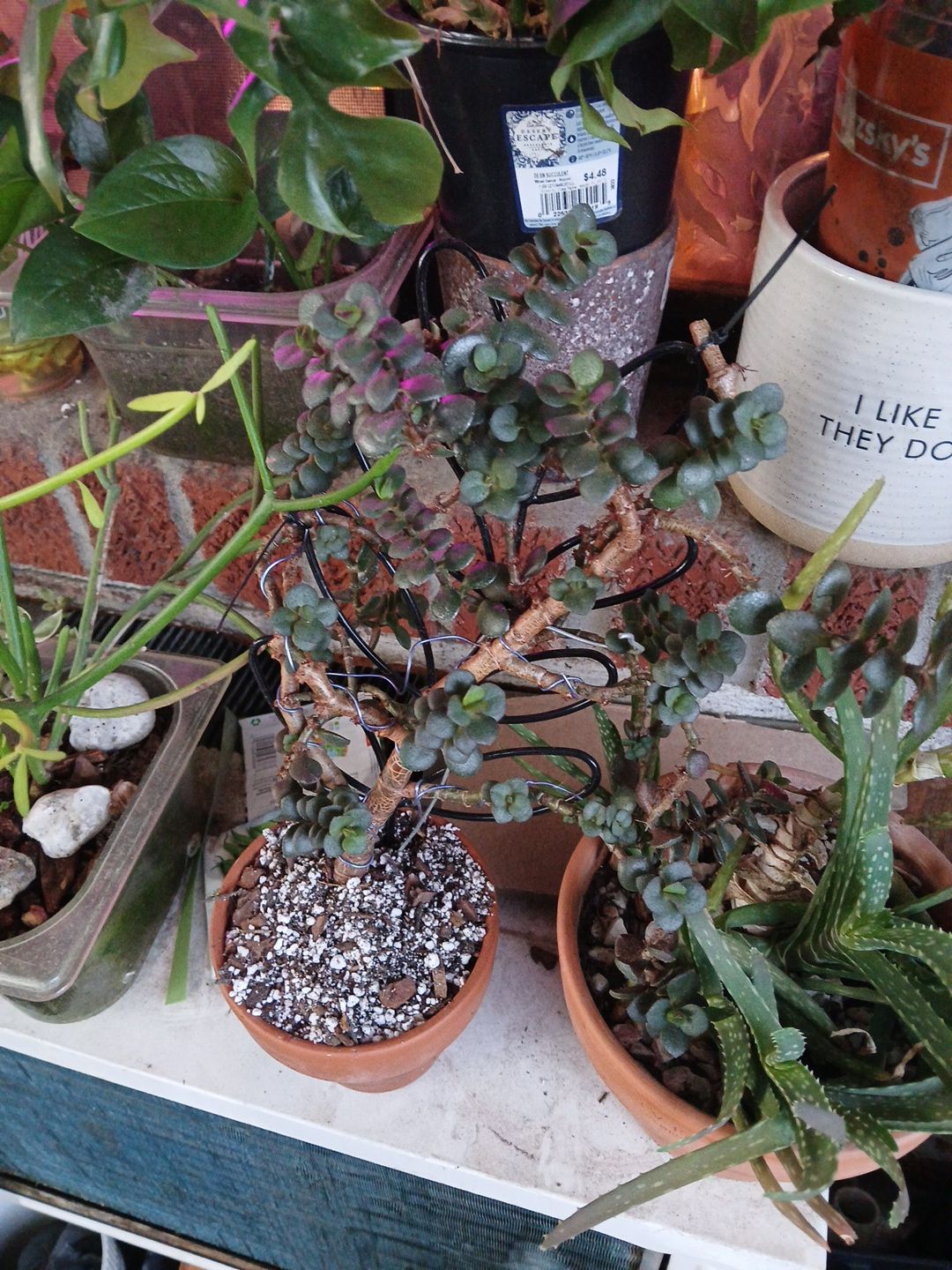 Photo from the post