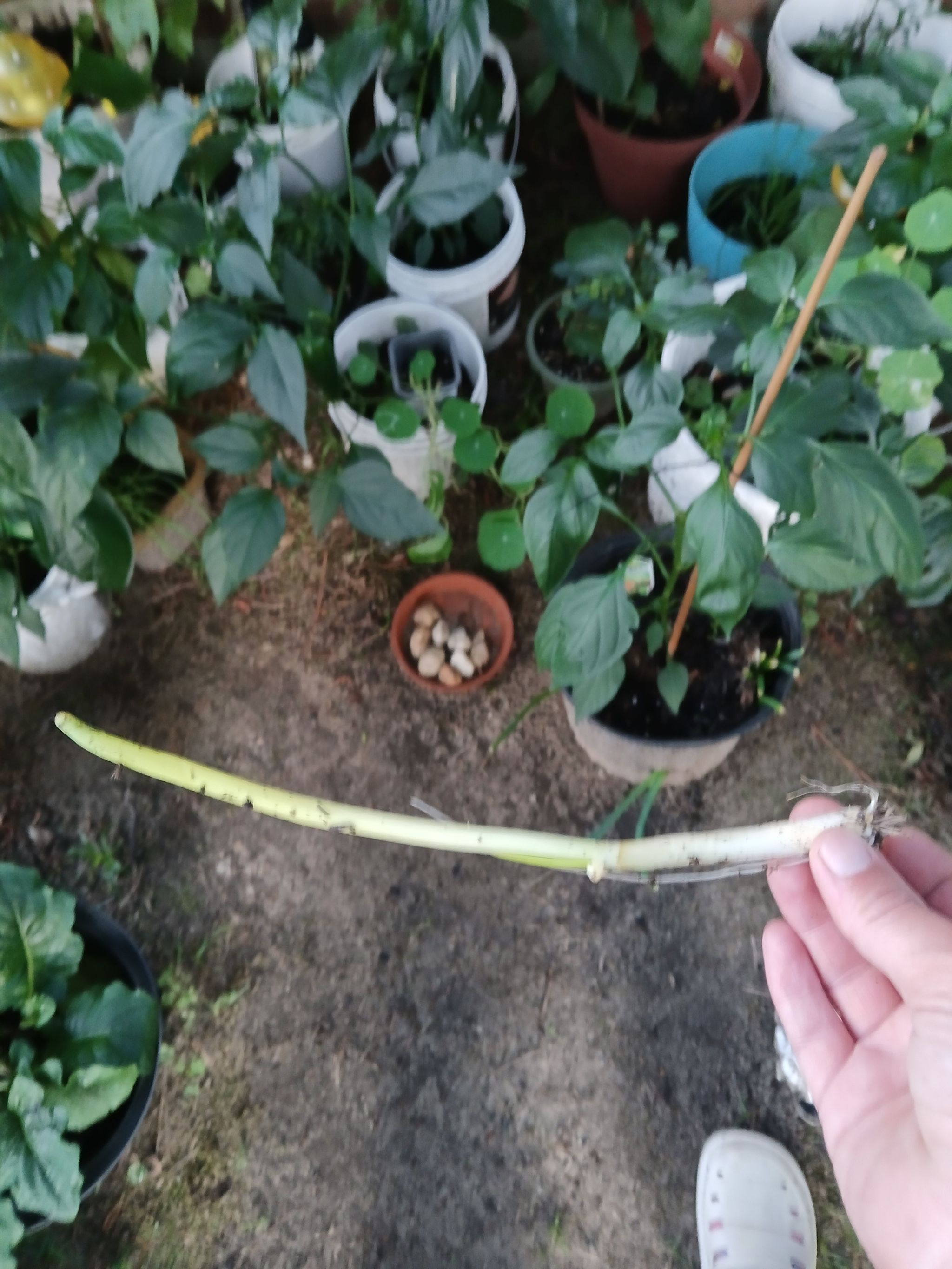 Photo from the post