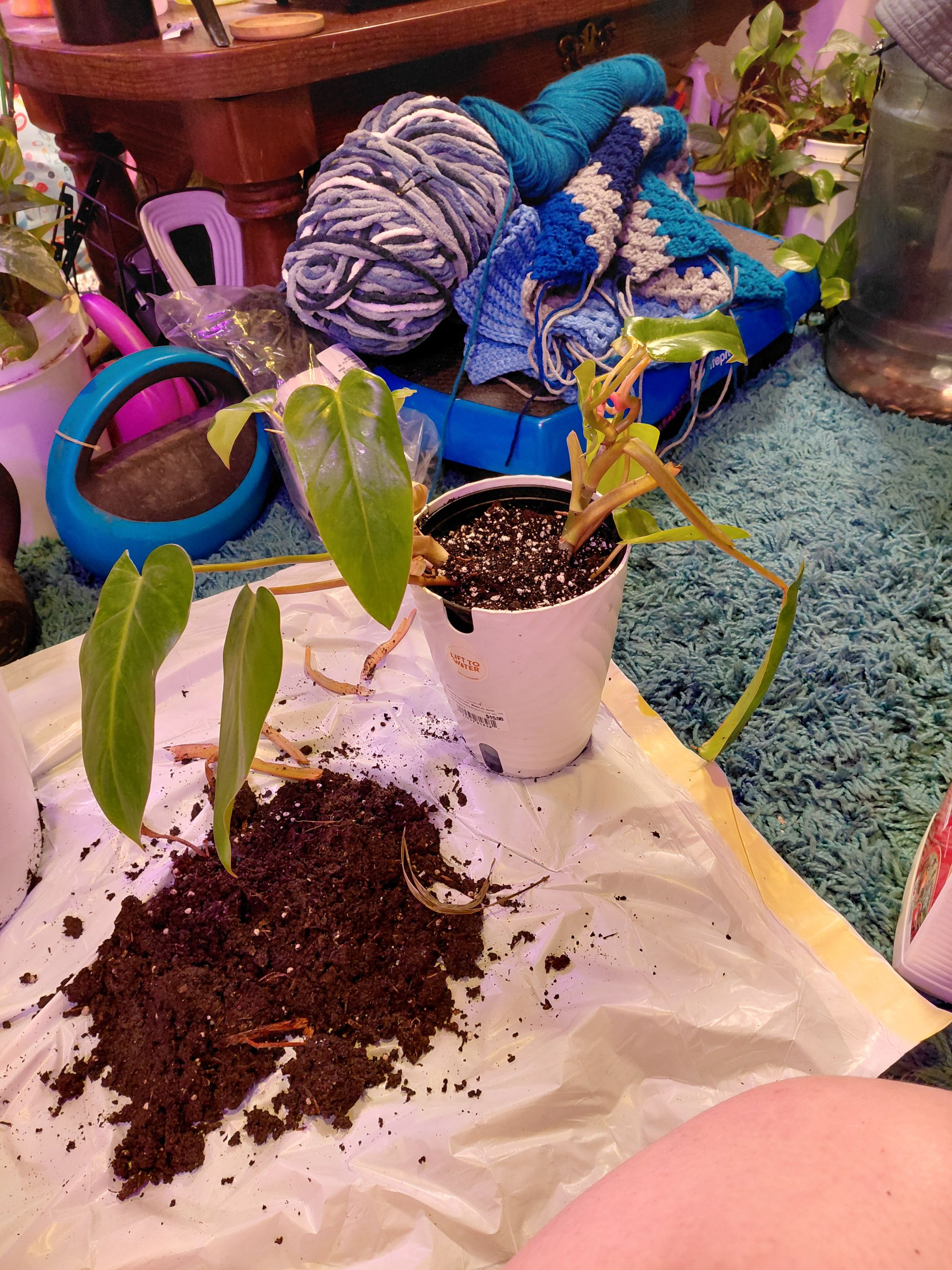 Photo from the post