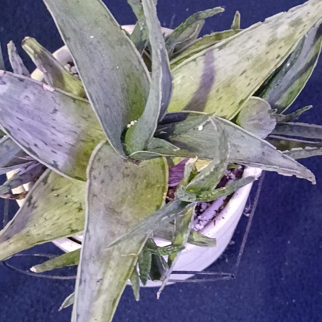 Photo of the plant species Aloe Snowstorm by @planthoe40 named Diana on Greg, the plant care app