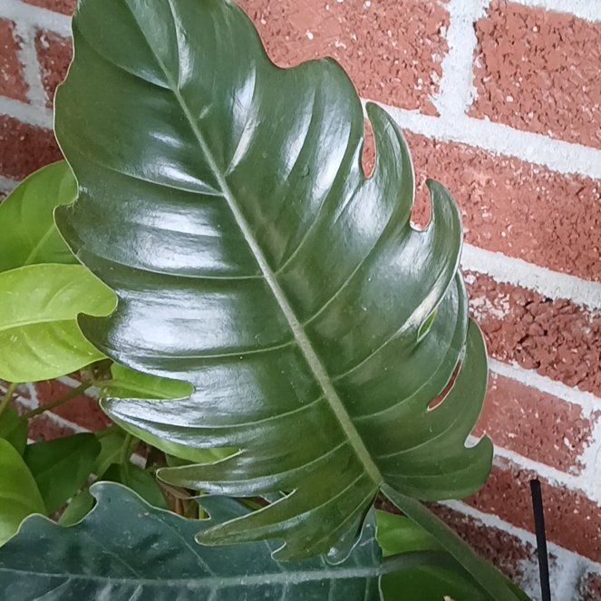 Photo of the plant species Caramel Marble Philodendron by @planthoe40 named Echo on Greg, the plant care app