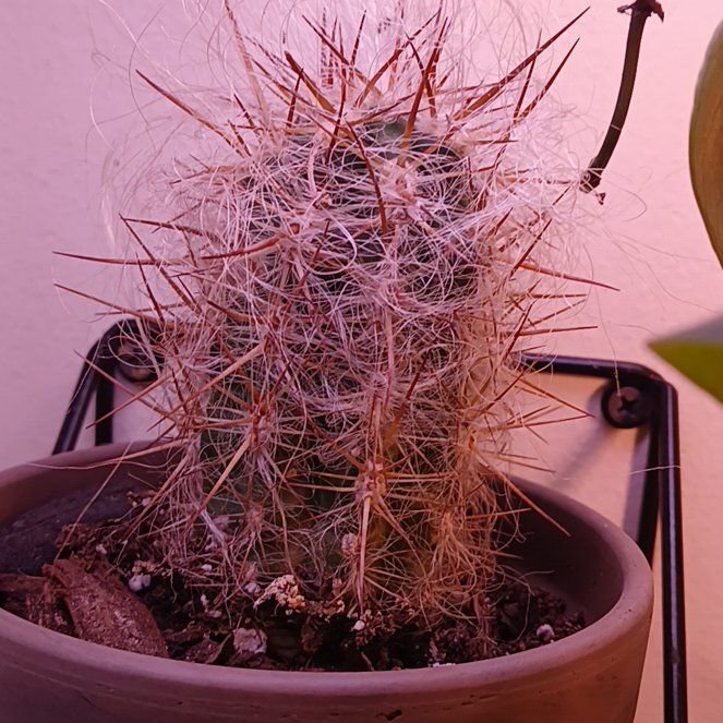 Photo of the plant species The Glory of Texas by @planthoe40 named Rainier on Greg, the plant care app