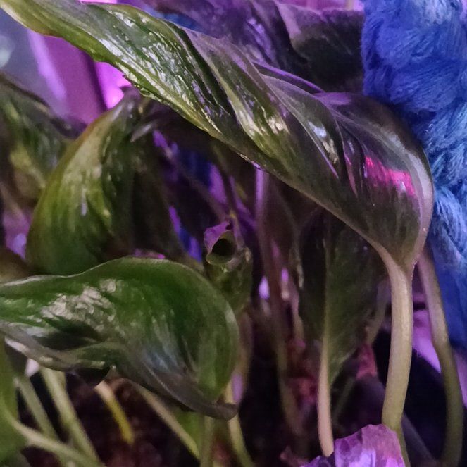 Photo of the plant species Pothos 'Shangri La' by @planthoe40 named Hemlock on Greg, the plant care app