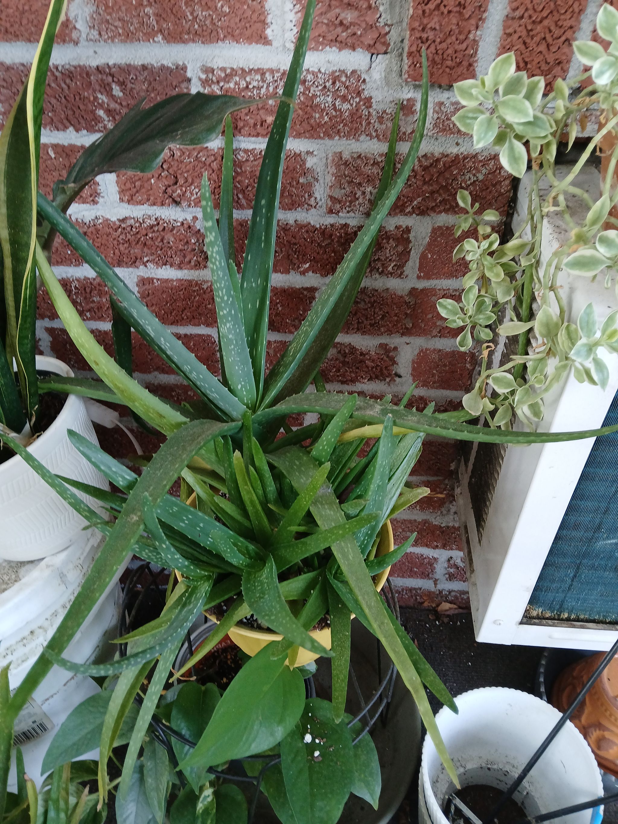 Photo from the post