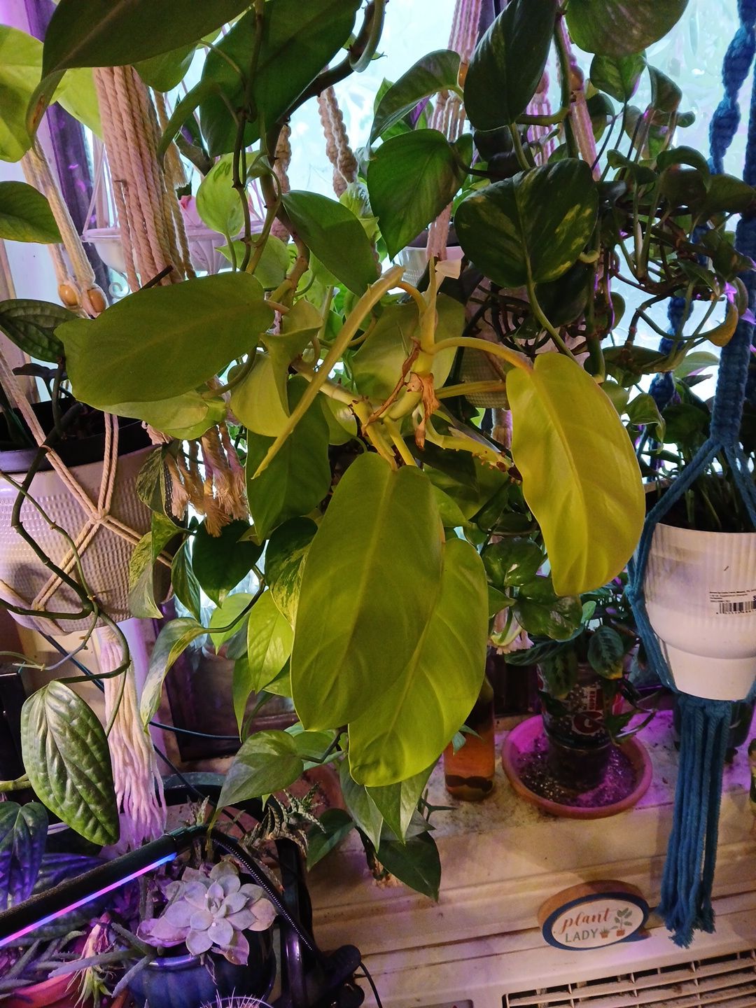 Photo from the post