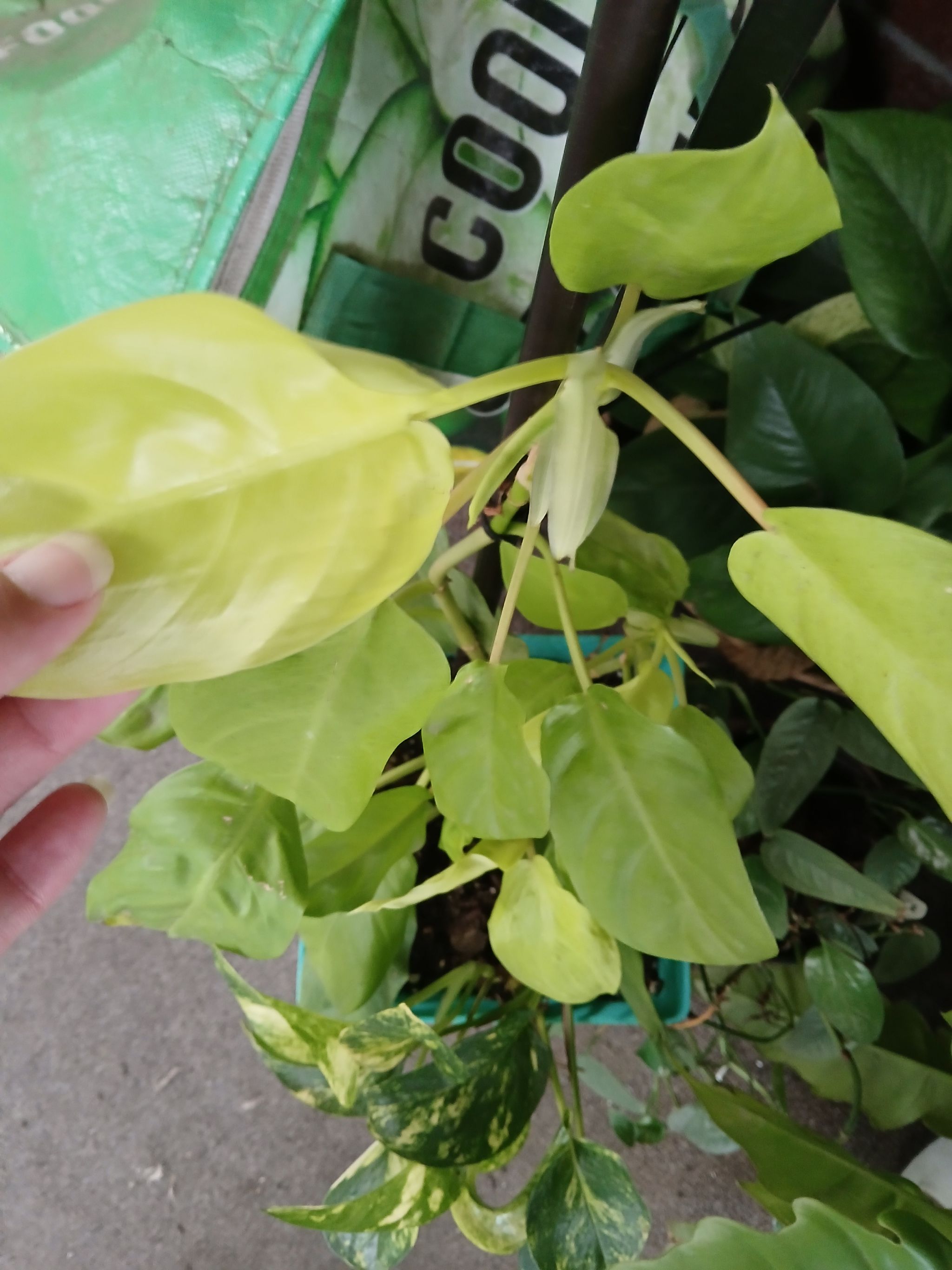 Photo from the post