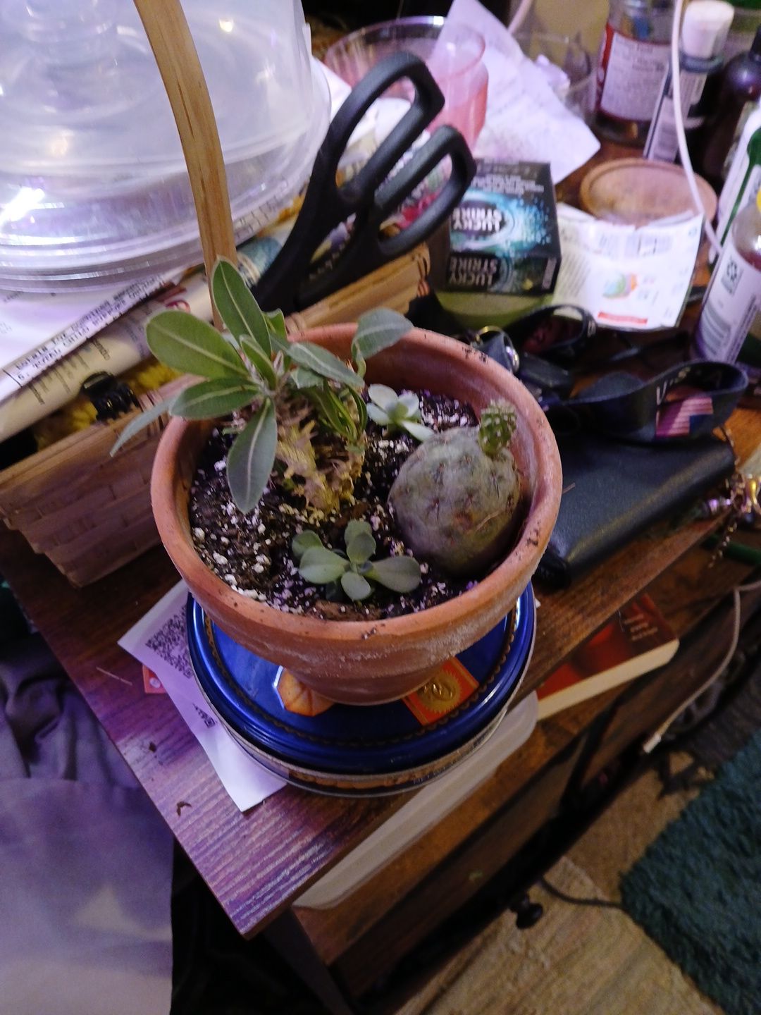 Photo from the post