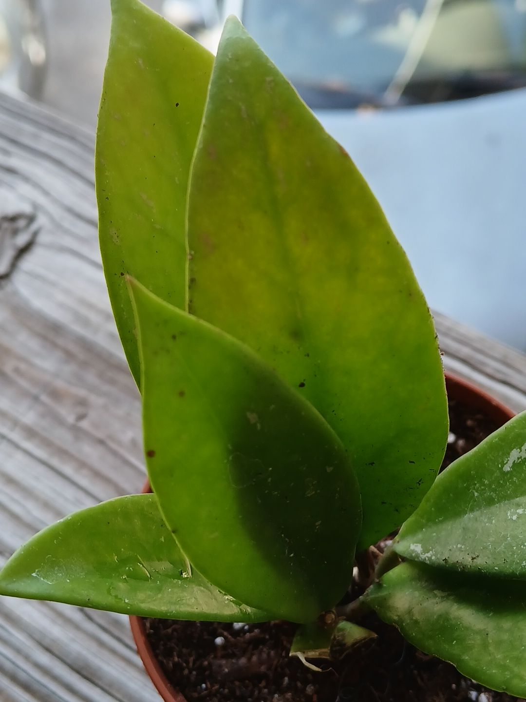 Photo from the post