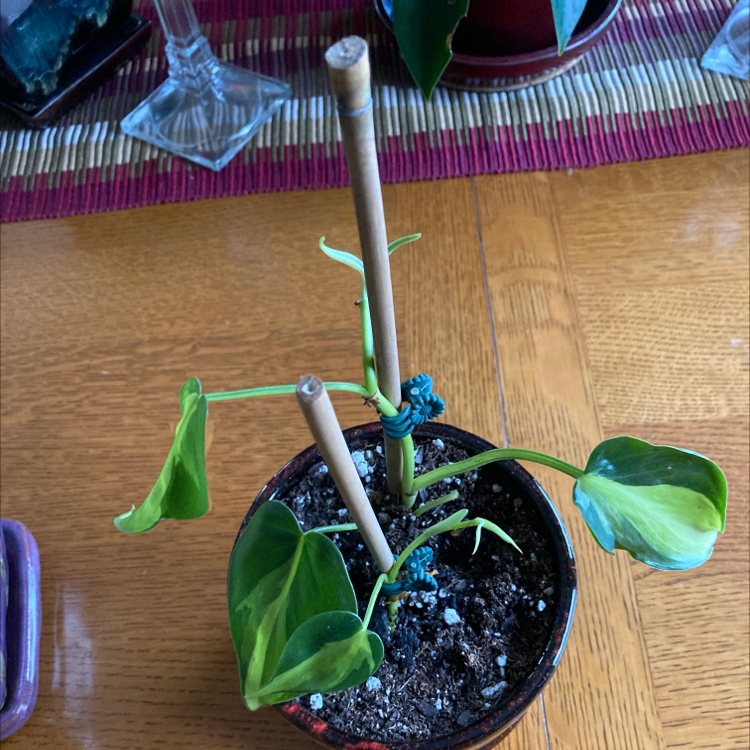 Brazil Philodendron plant with yellowing and browning leaves, supported by stakes in a pot on a wooden table.