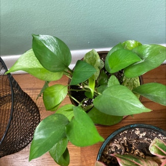 Golden Pothos plant in Chicago Heights, Illinois