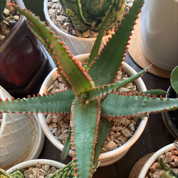 A healthy Aloe 'Swordfish' plant with green leaves and red edges in a white pot.