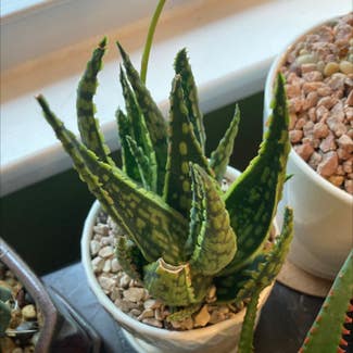 Krakatoa Aloe plant in Chicago Heights, Illinois