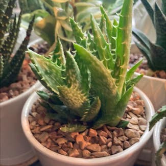 Tiger Tooth Aloe plant in Chicago Heights, Illinois