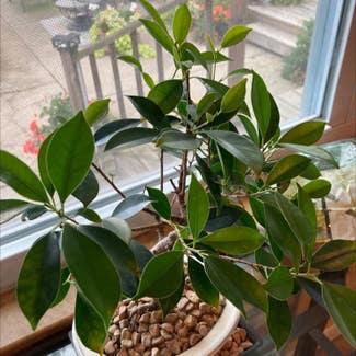 Ficus Ginseng plant in Chicago Heights, Illinois