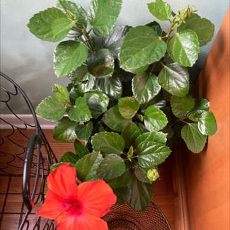 Chinese Hibiscus plant in Chicago Heights, Illinois