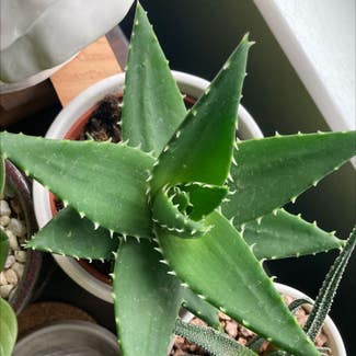 Short-Leaved Aloe plant in Chicago Heights, Illinois