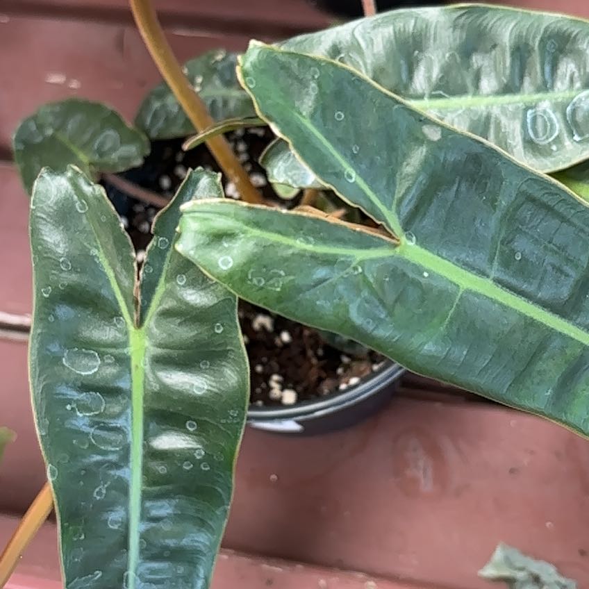 Philodendron billietiae plant with healthy green leaves in a pot.