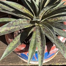 Photo of the plant species Agave Virginica by @RWolff734 named Padre on Greg, the plant care app