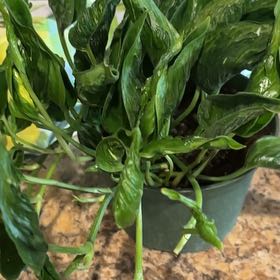 Photo of the plant species Shangri La by @RWolff734 named Osmo on Greg, the plant care app