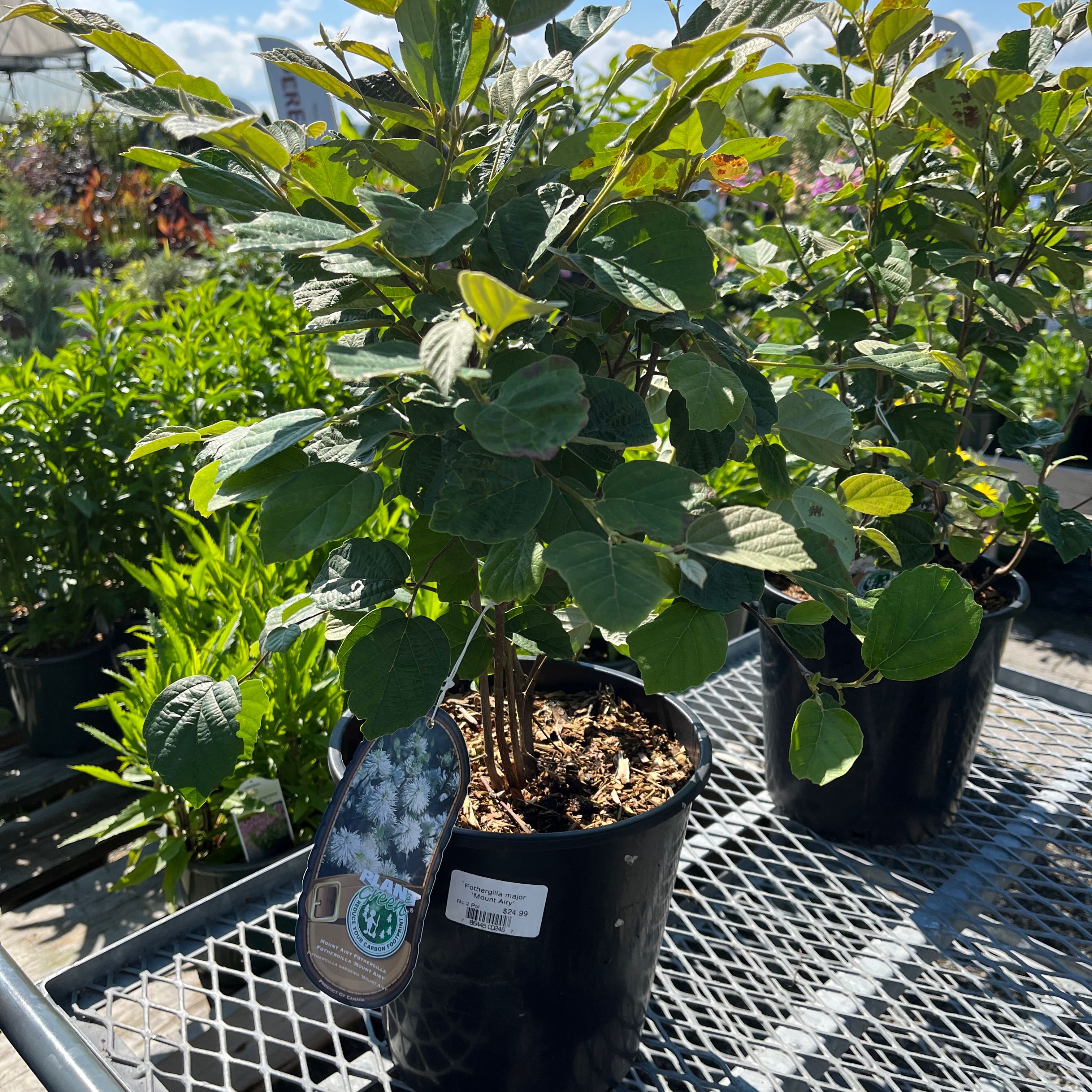 Healthy Showy Stonecrop plant with lush green foliage in a nursery pot on metal grate shelving.