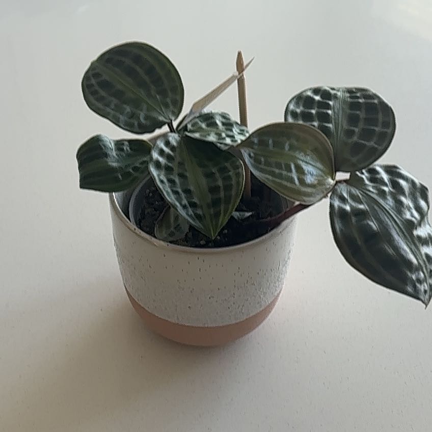 Photo of the plant species Jungle diva 'Roxie' by Eileen named Bodhi on Greg, the plant care app