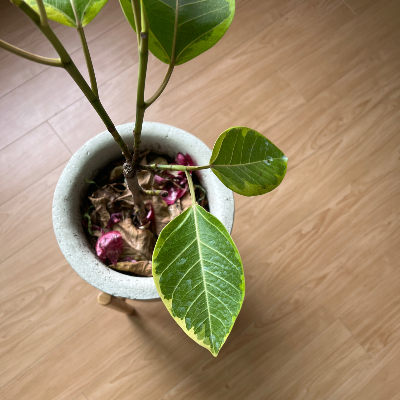 Potted Florida Strangler Fig with some yellowing leaves and dried leaves at the base.