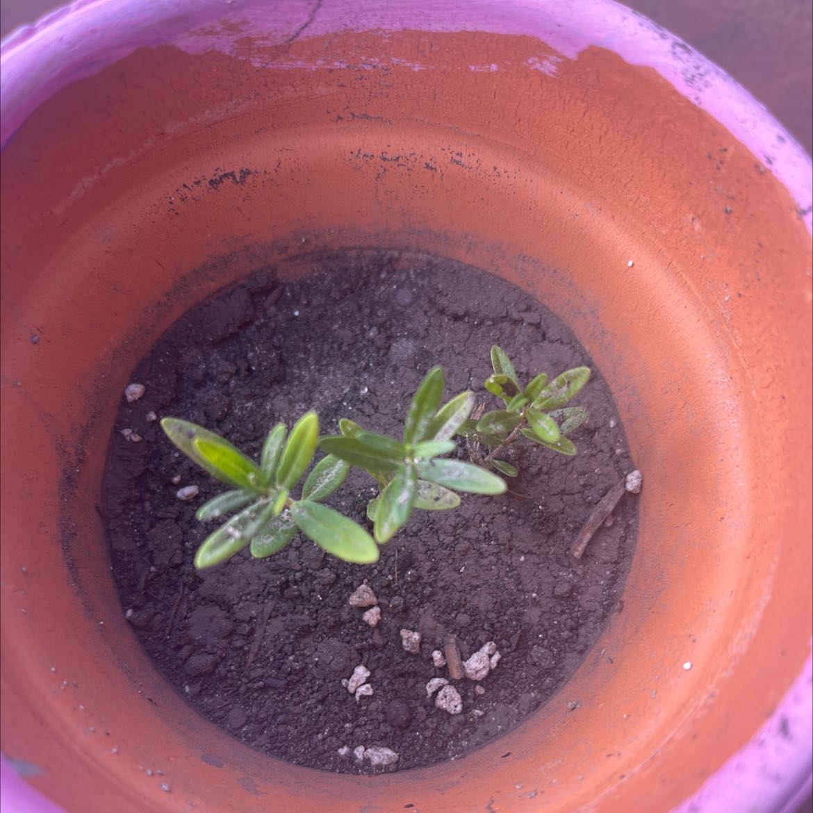 Photo of the plant species Summer savory by @StrappingWorm named Your plant on Greg, the plant care app