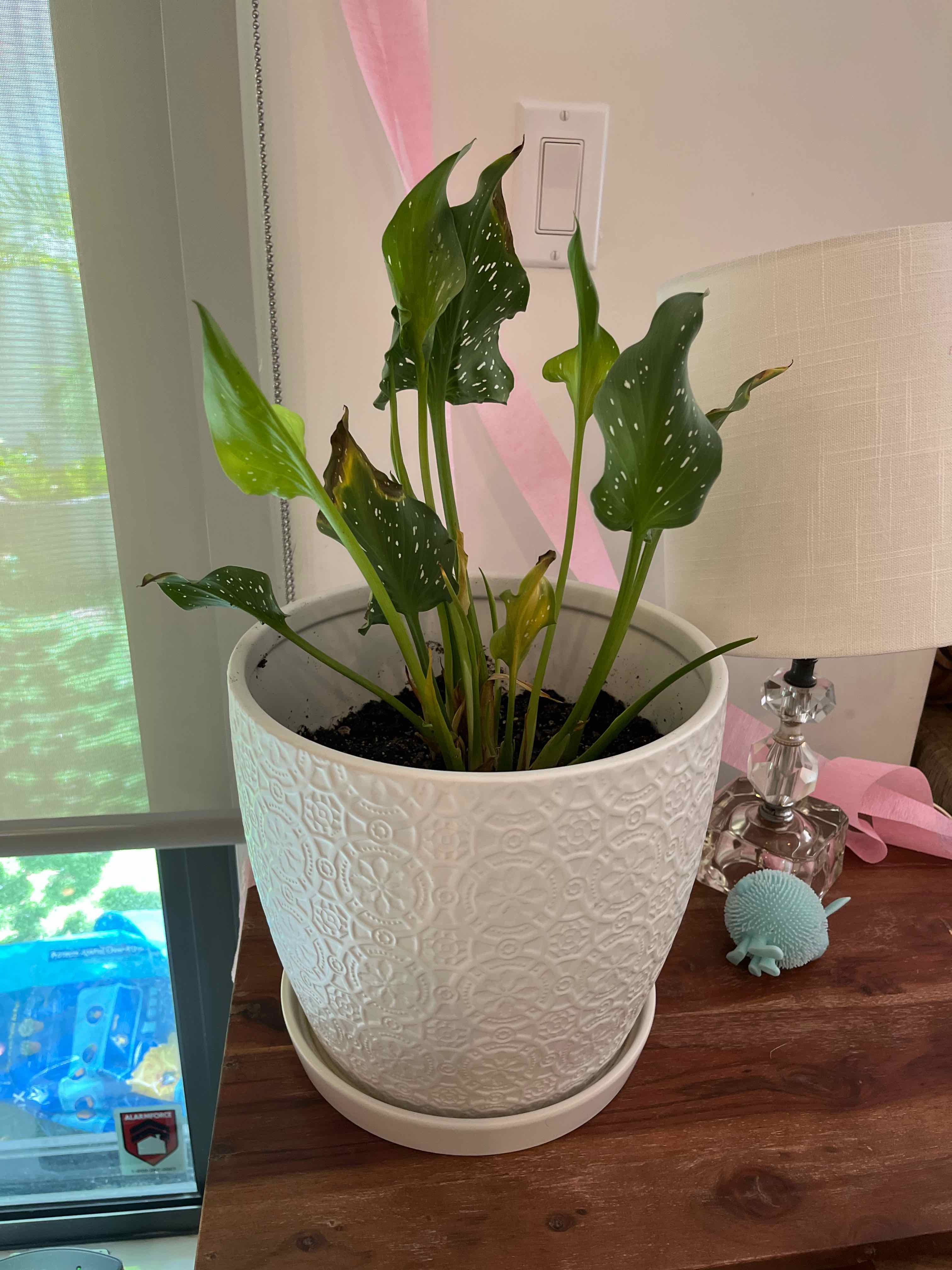 Potted Spotted Calla Lily with some yellowing leaves in a decorative white pot on a wooden surface.