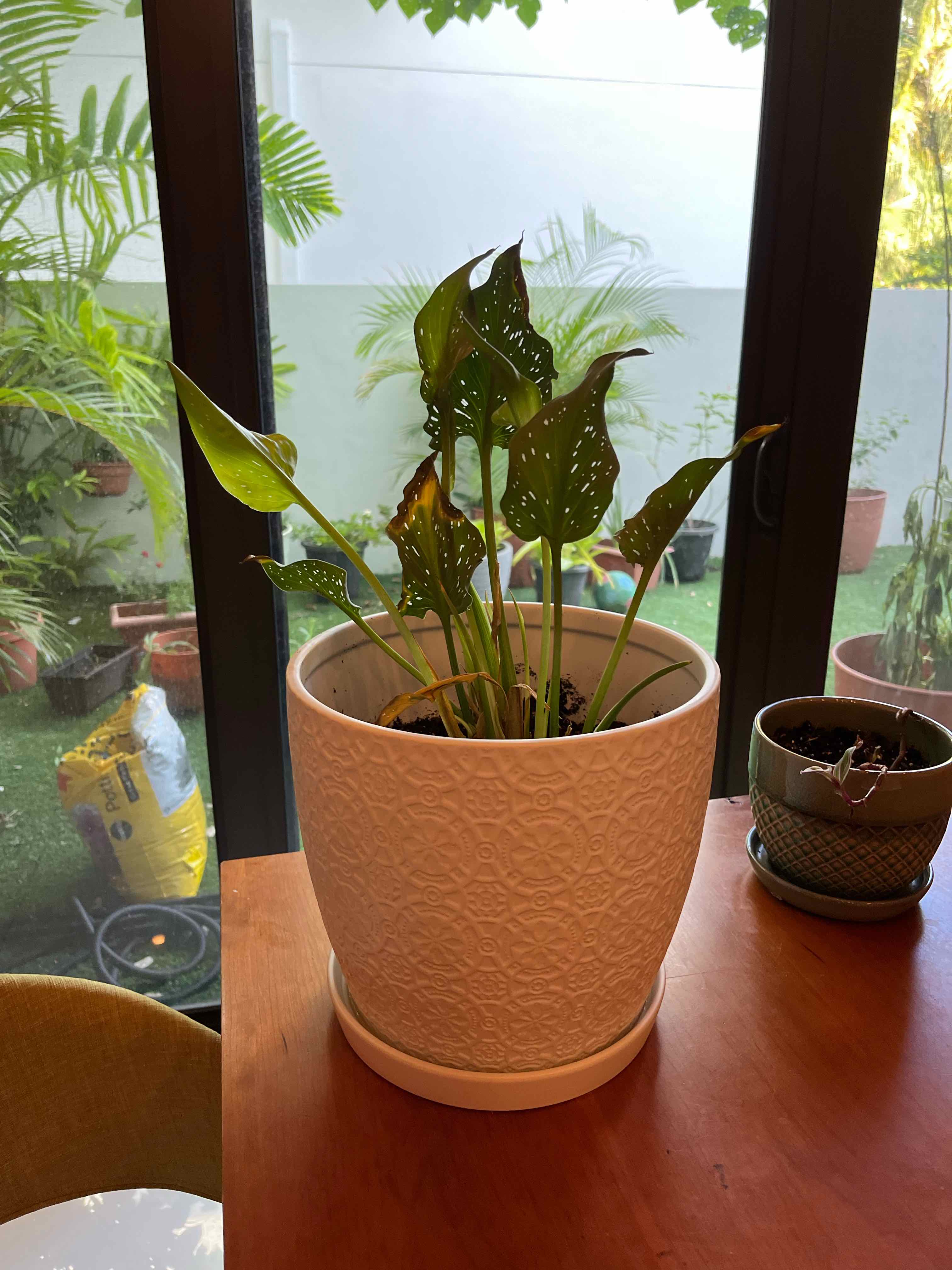 Spotted Calla Lily in a white pot with some leaves showing browning and yellowing.