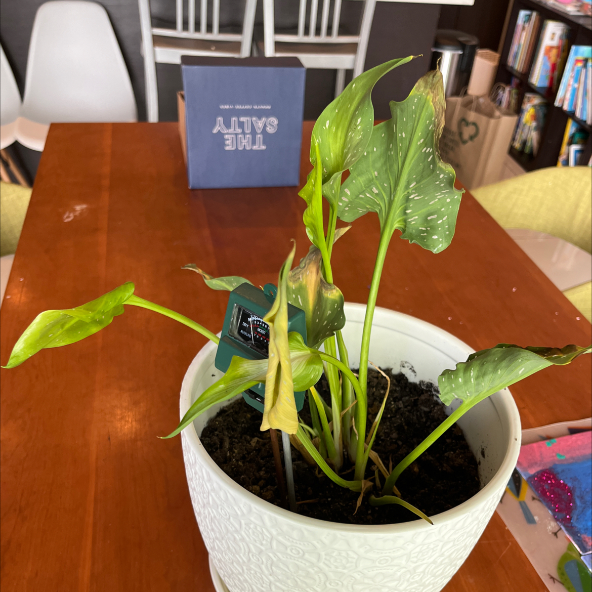 Potted Spotted Calla Lily with some browning and yellowing leaves on a wooden table.