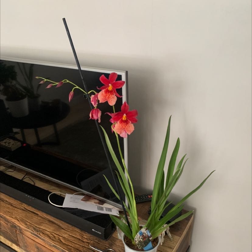 Red Orchid Cactus with vibrant red flowers in a pot, placed on a wooden surface.