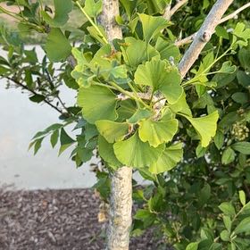 Photo of the plant species Ginkgo Tree by @MastermindMoss named Mando on Greg, the plant care app