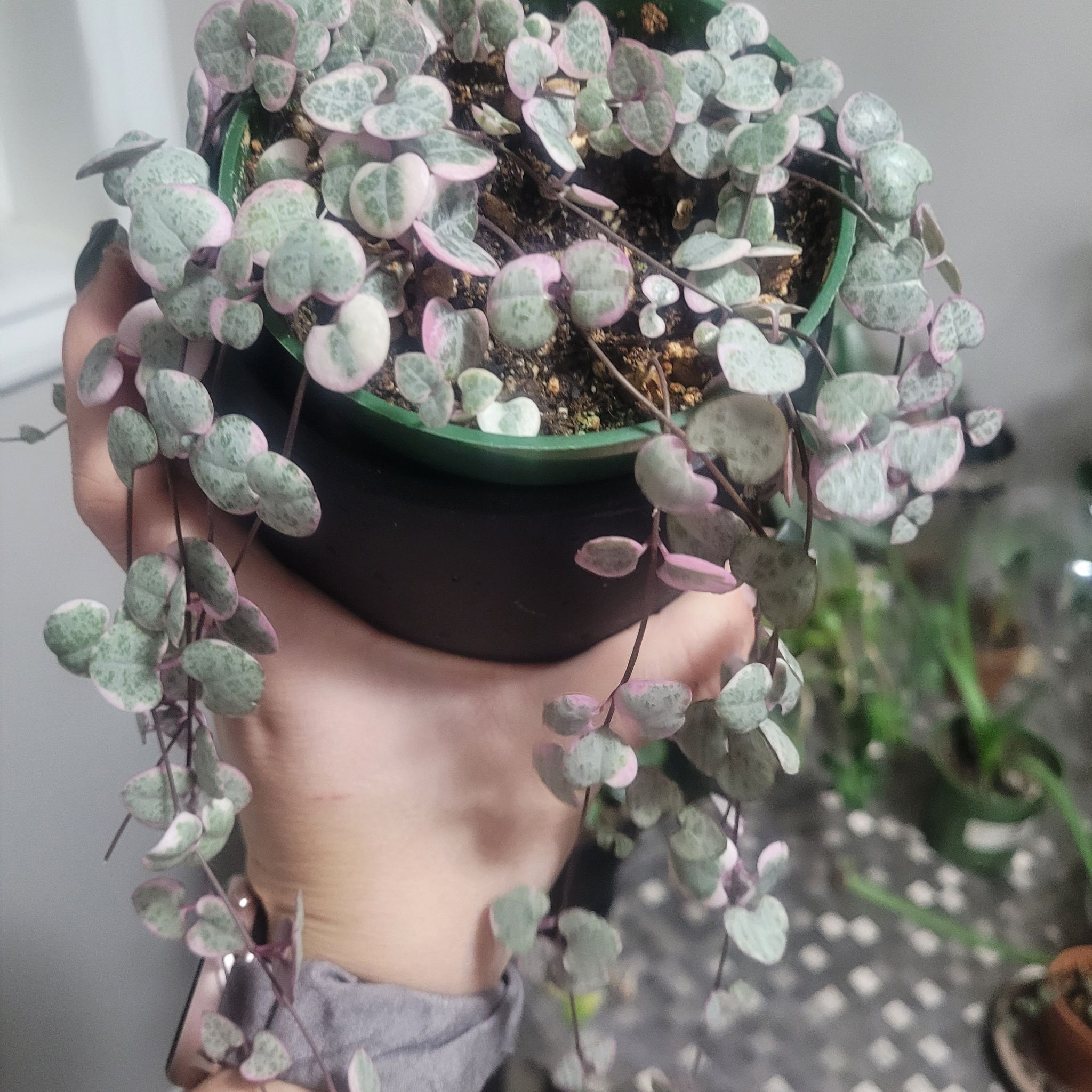 Variegated String of Hearts plant in a pot, held by a hand.