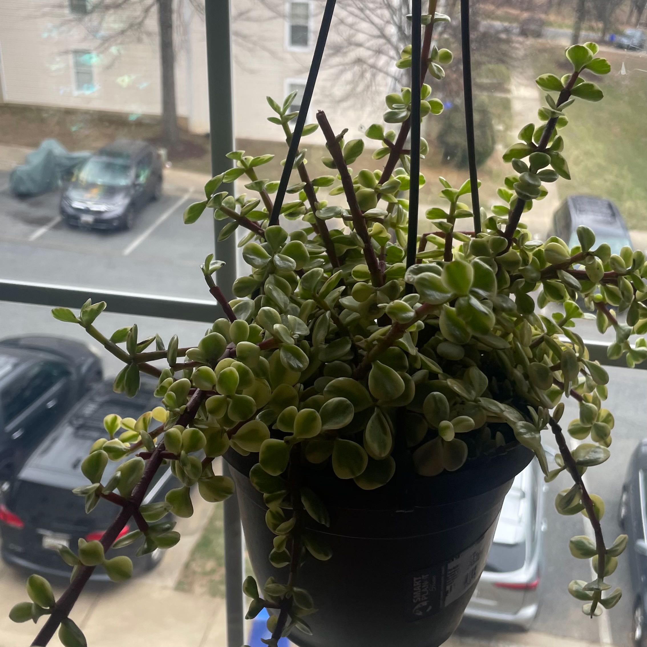 Hanging pot with a healthy Rainbow Elephant Bush (Portulacaria afra 'Variegata') in front of a window.