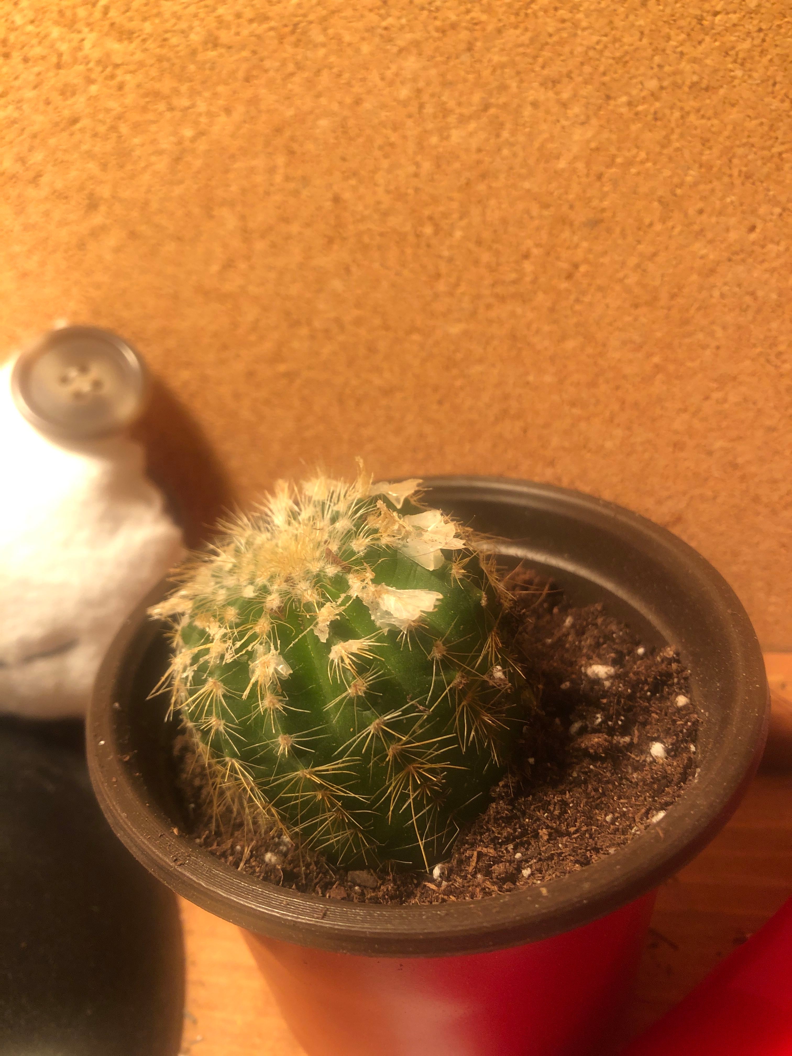 Keep Your Golden Pincushion Cactus Alive Light, Water & Care Instructions