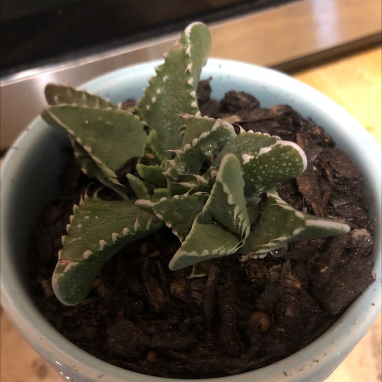 RJ (Red Jasper)