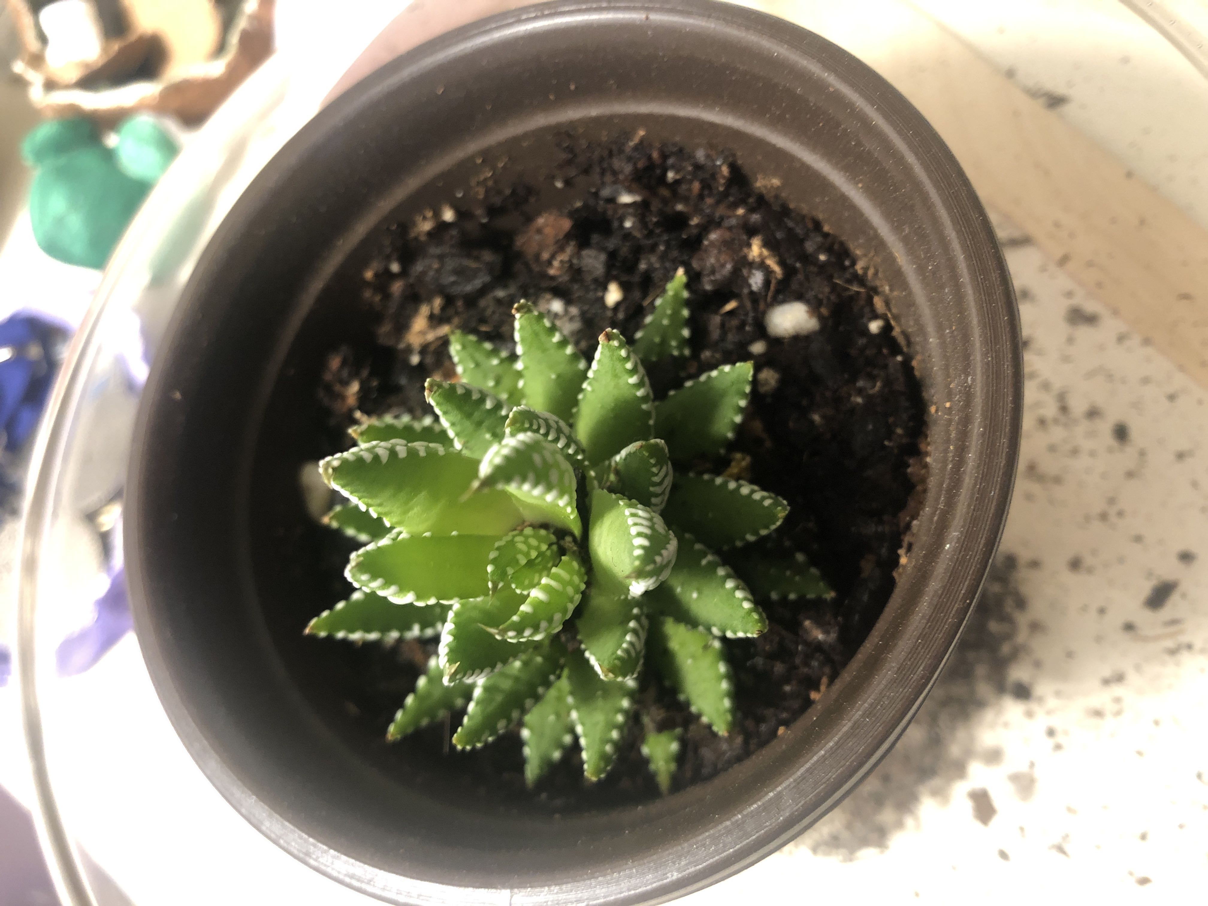 Photo from the post