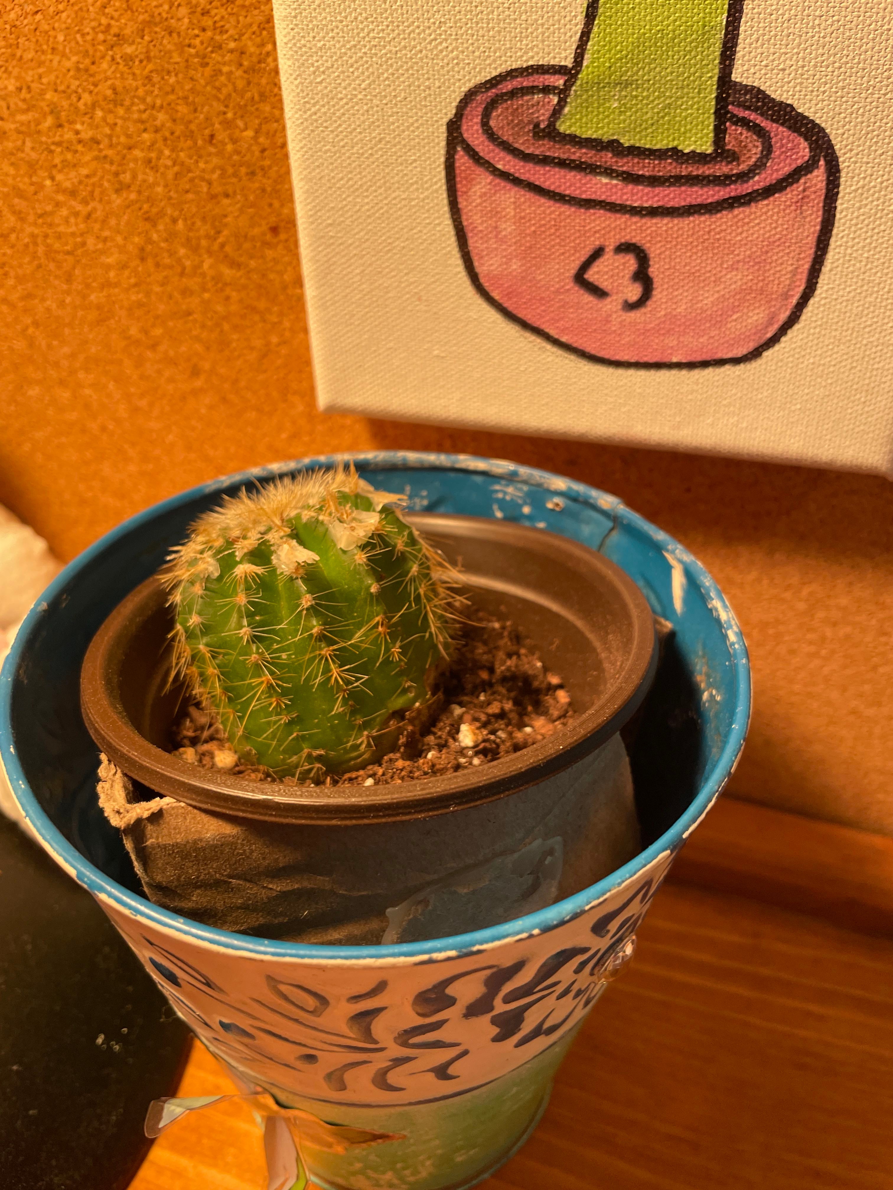 Keep Your Golden Pincushion Cactus Alive Light, Water & Care Instructions