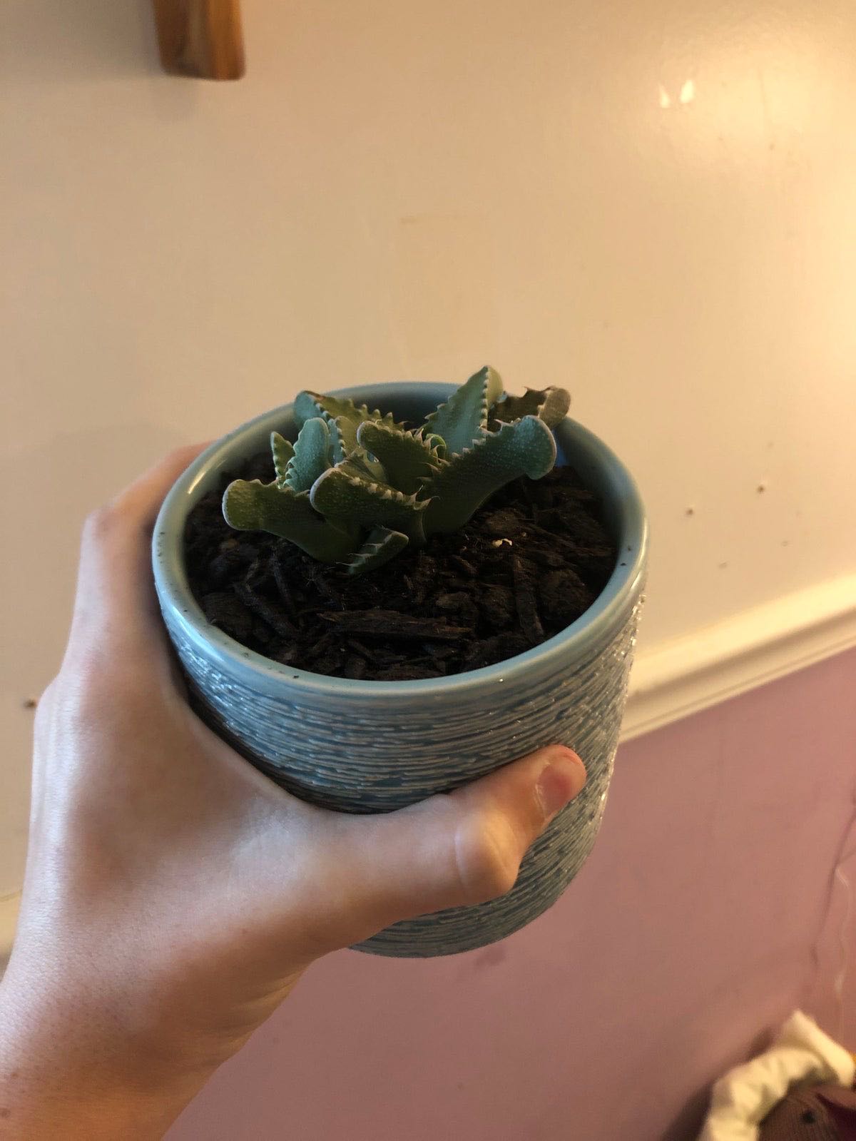 Photo from the post