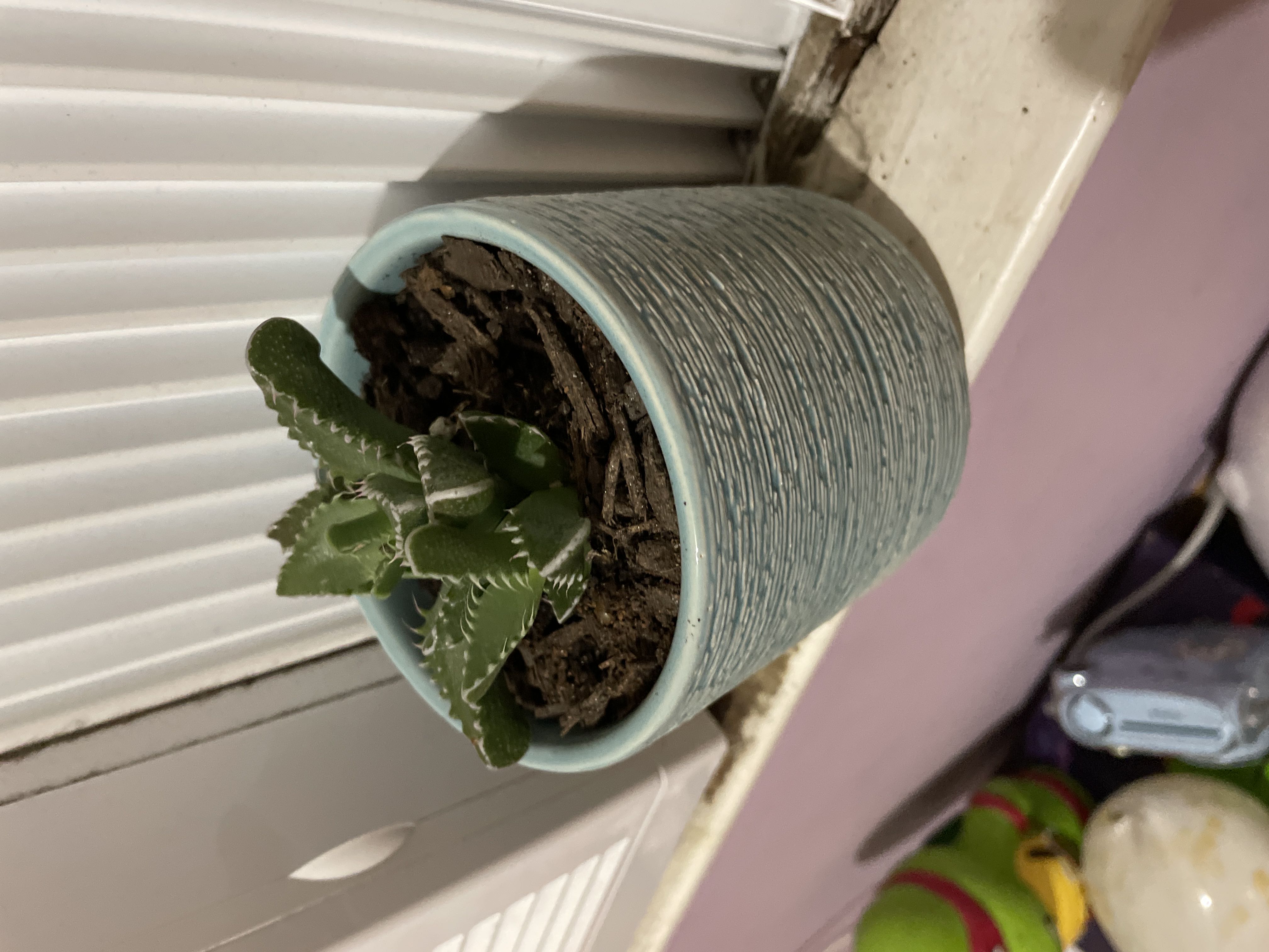 Photo from the post