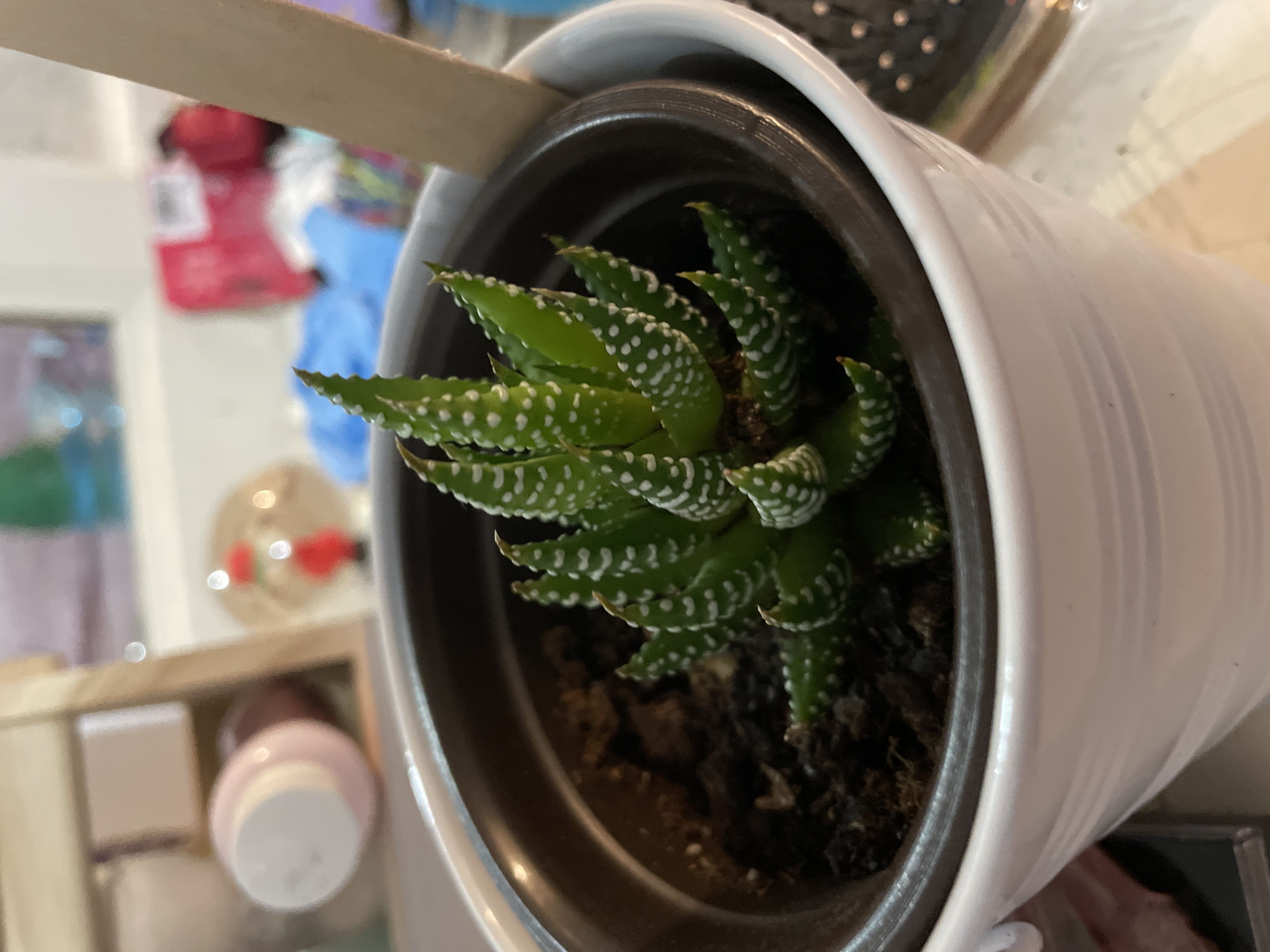 Photo from the post