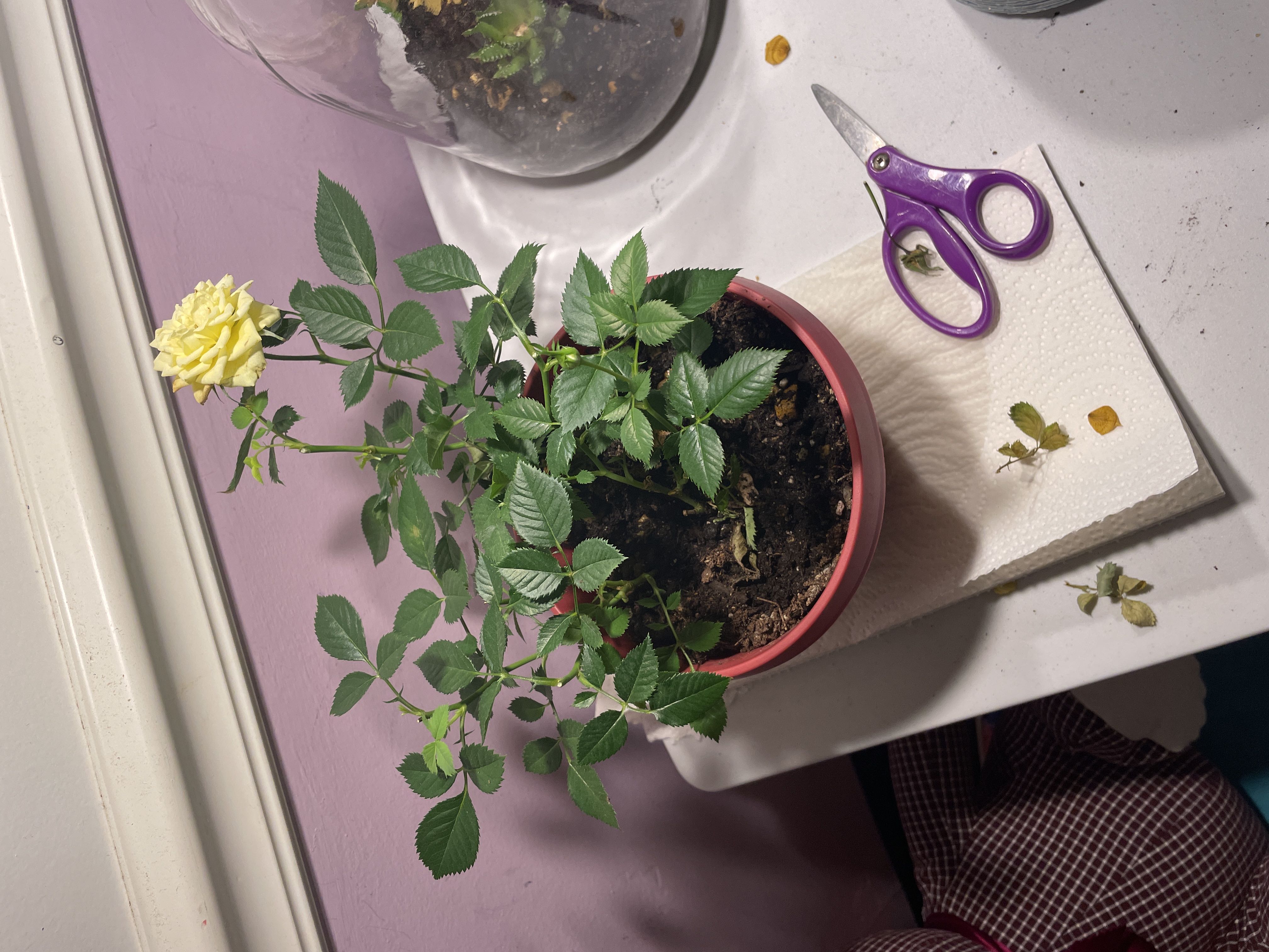 Photo from the post