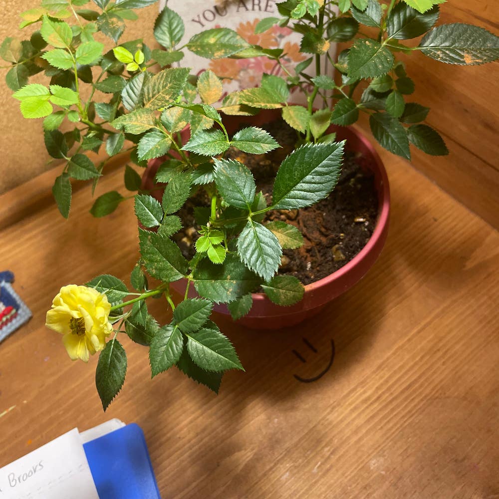 Why Are My Rose Leaves Turning Yellow?