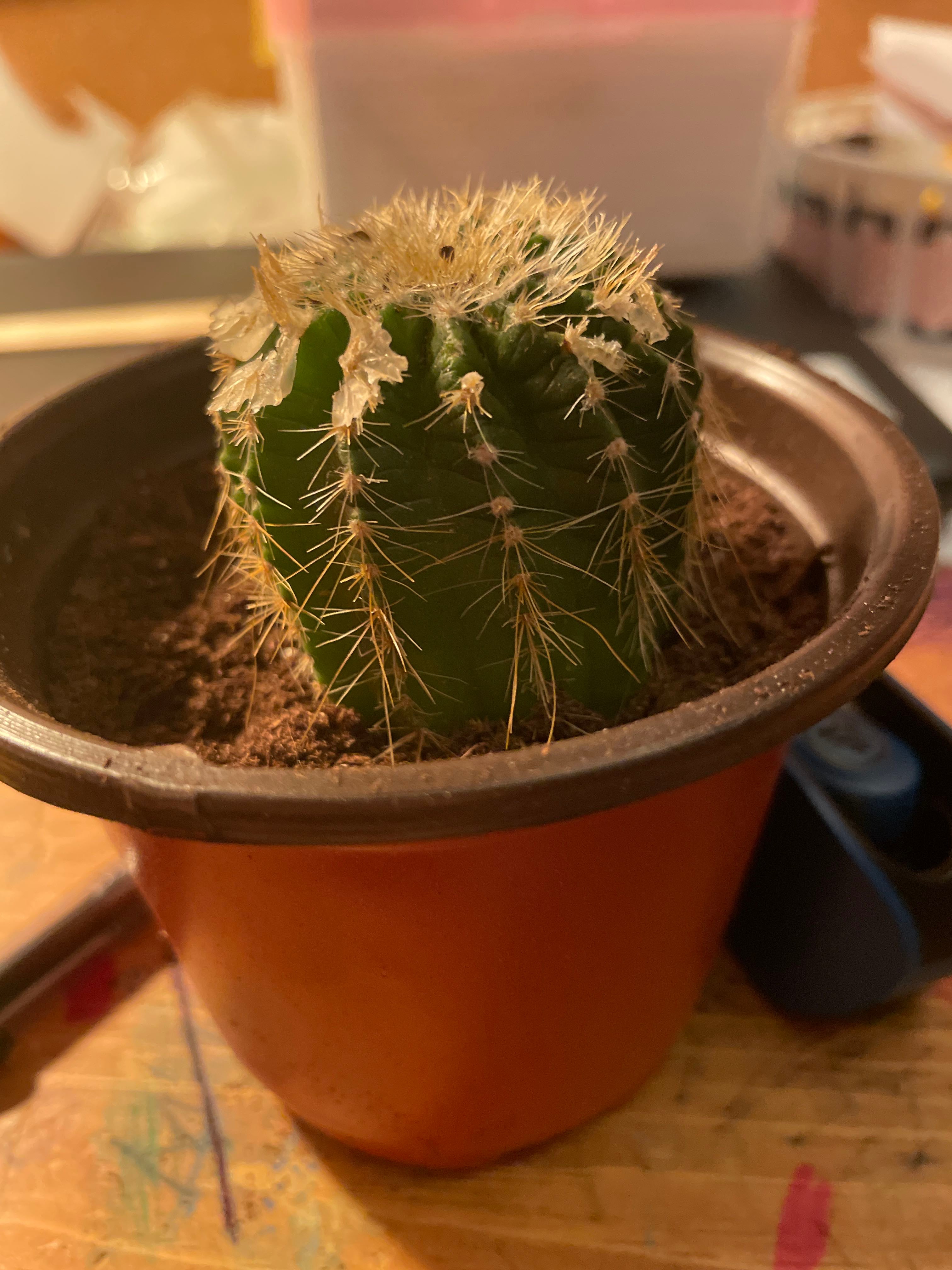 Keep Your Golden Pincushion Cactus Alive Light, Water & Care Instructions