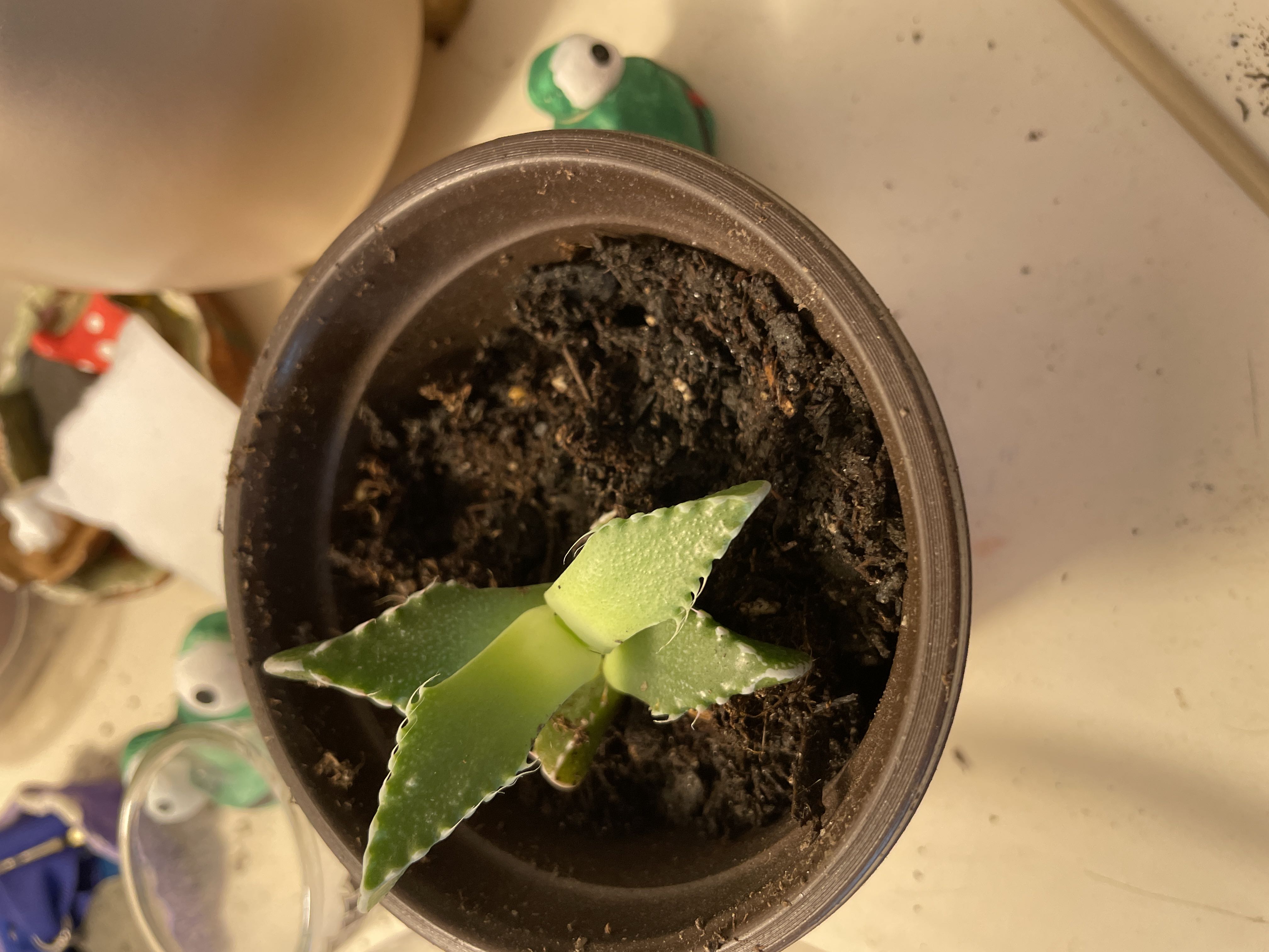 Photo from the post