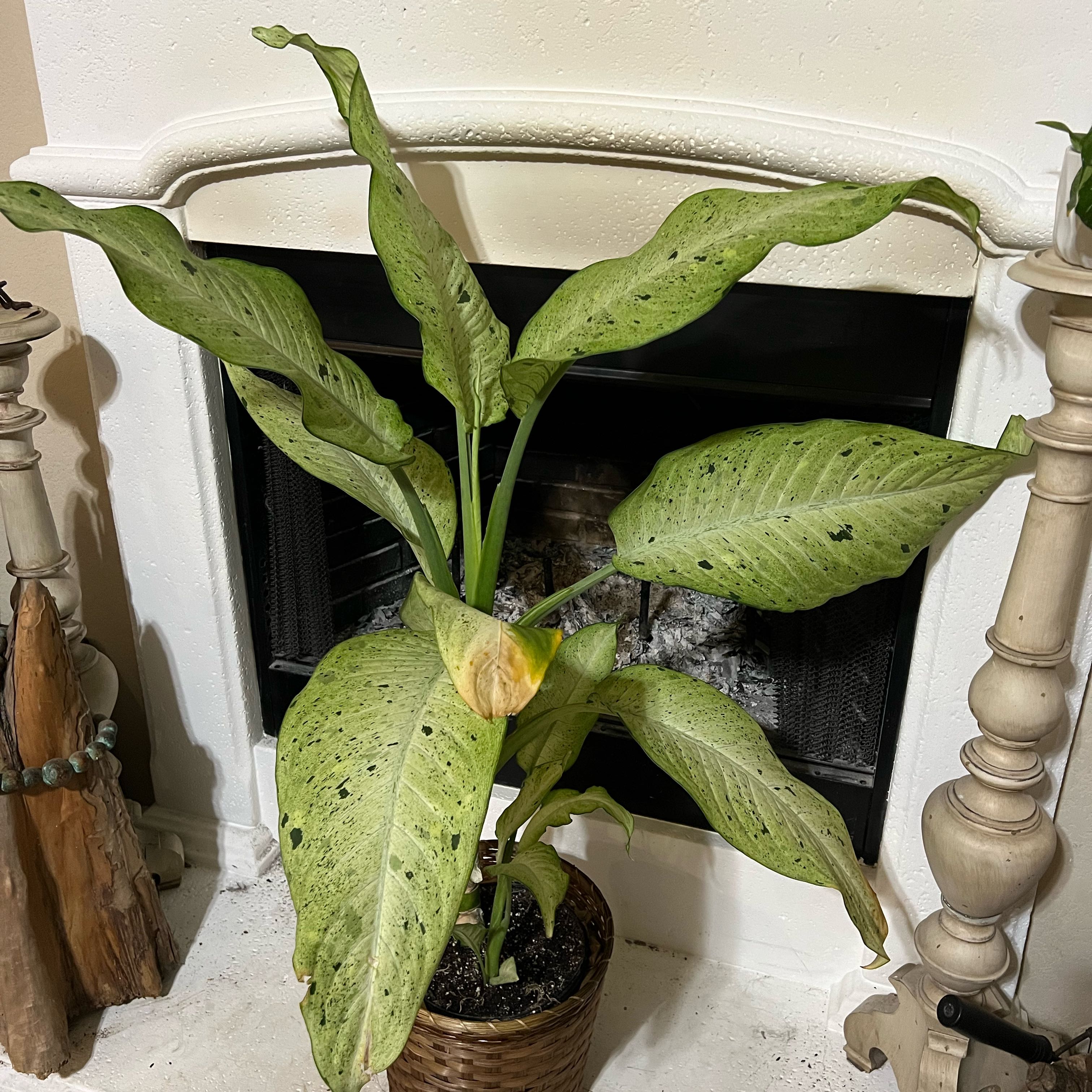 Dieffenbachia 'Camouflage' plant with yellowing and black spots on leaves, placed in front of a fireplace.