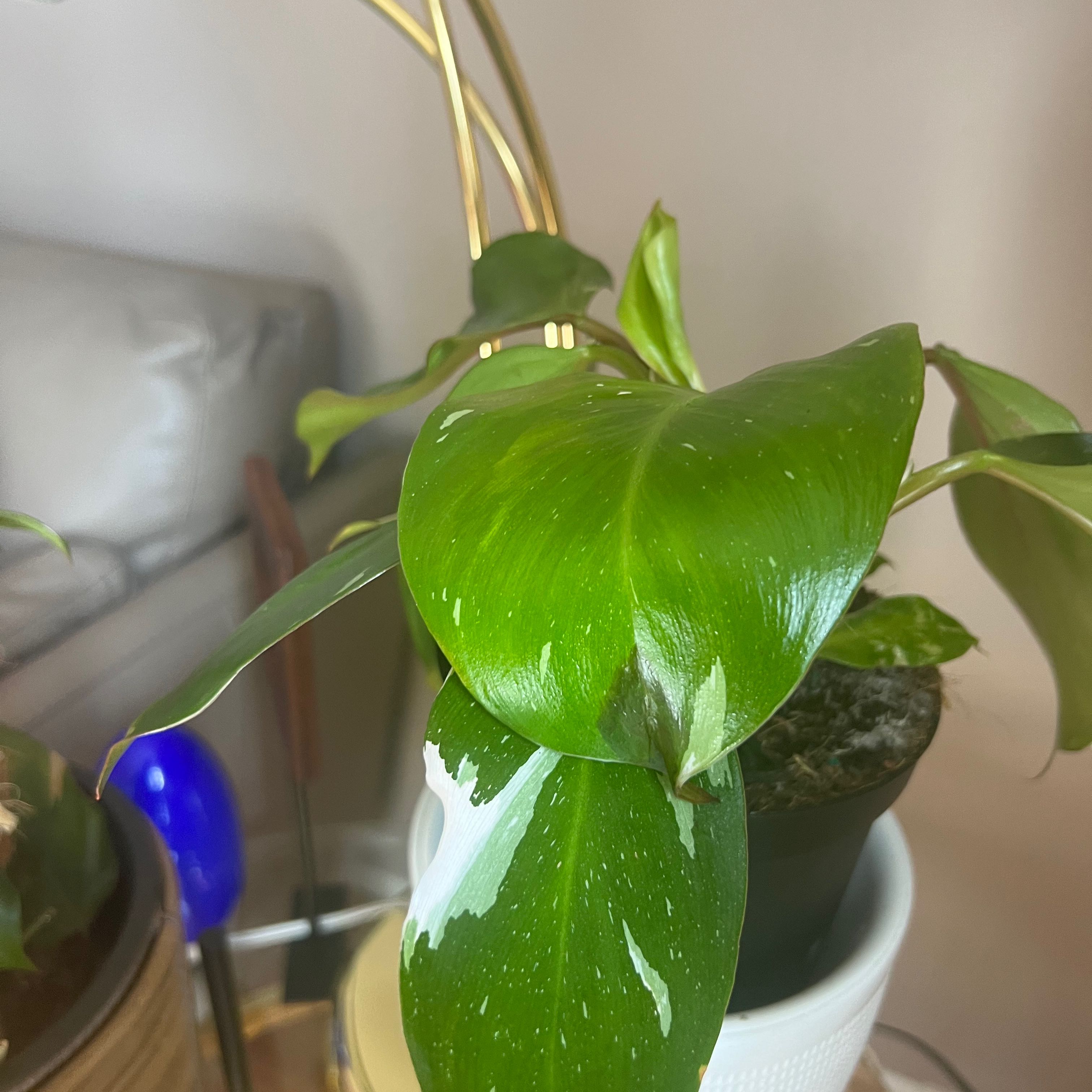 Philodendron 'White Princess' plant with vibrant green leaves and white variegation.