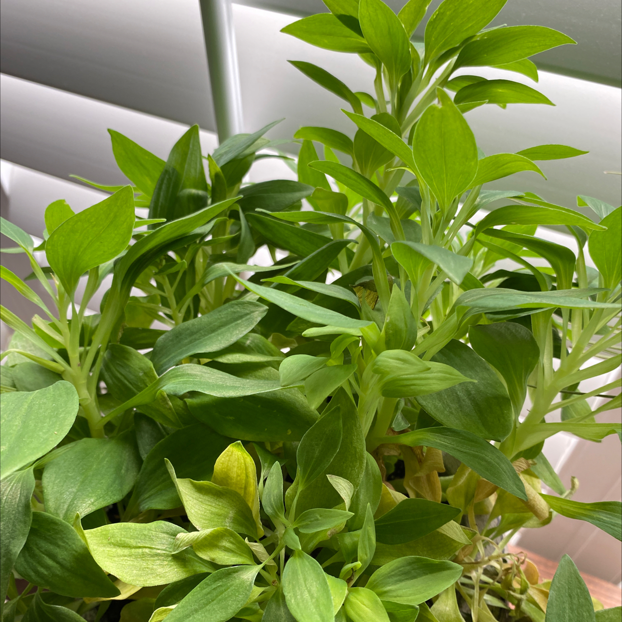 Peruvian-Lily plant with green leaves, some yellowing visible, indoors near a window.