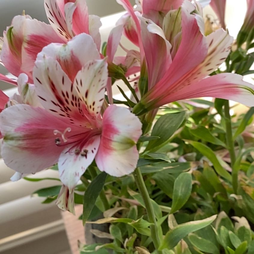 Peruvian-Lily with vibrant pink and white flowers, appearing healthy and well-focused.